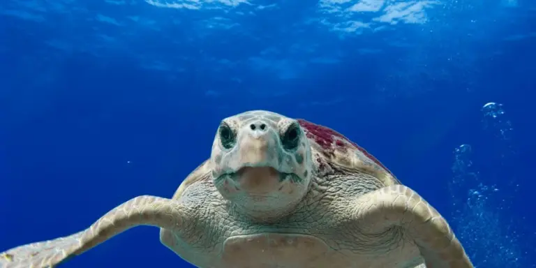 Front-facing red-eared slider turtle swimming toward the camera in clear blue water
