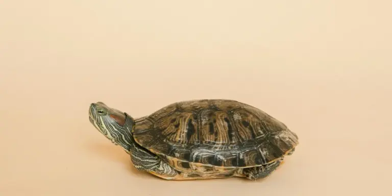Red-eared slider turtle resting on a light tan background, shown in profile.