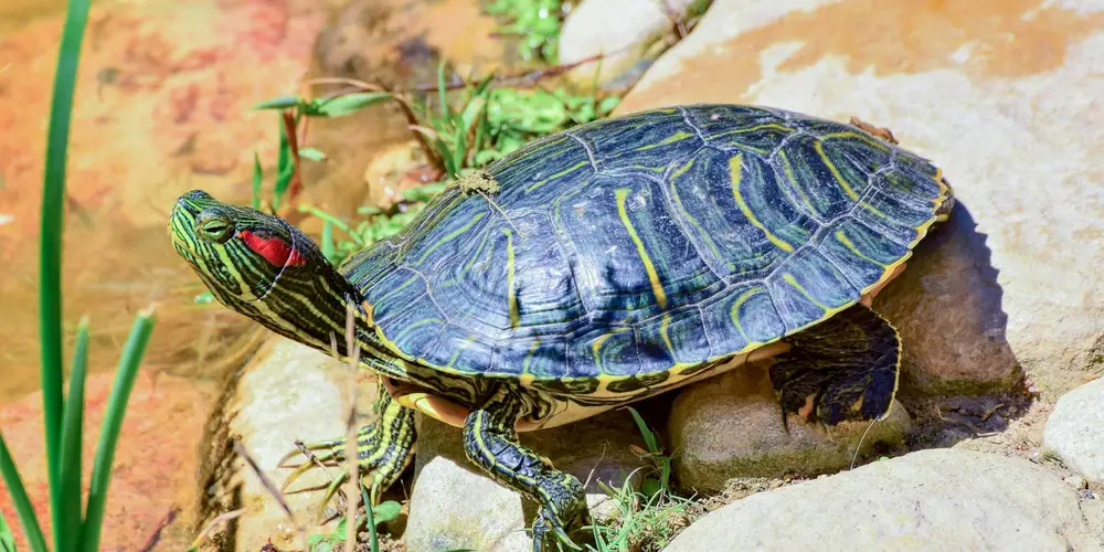 Red-eared slider turtle basking on rocks near water, displaying its striped head and dark shell with yellow markings.