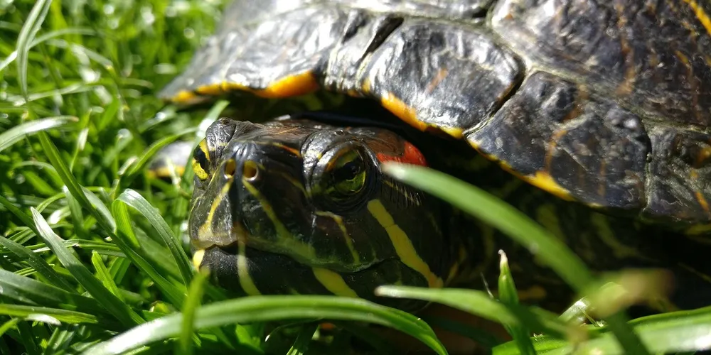 Close-up of a red-eared slider turtle nestled among green grass, showing a dark shell with yellow markings and a hint of the red ear patch.