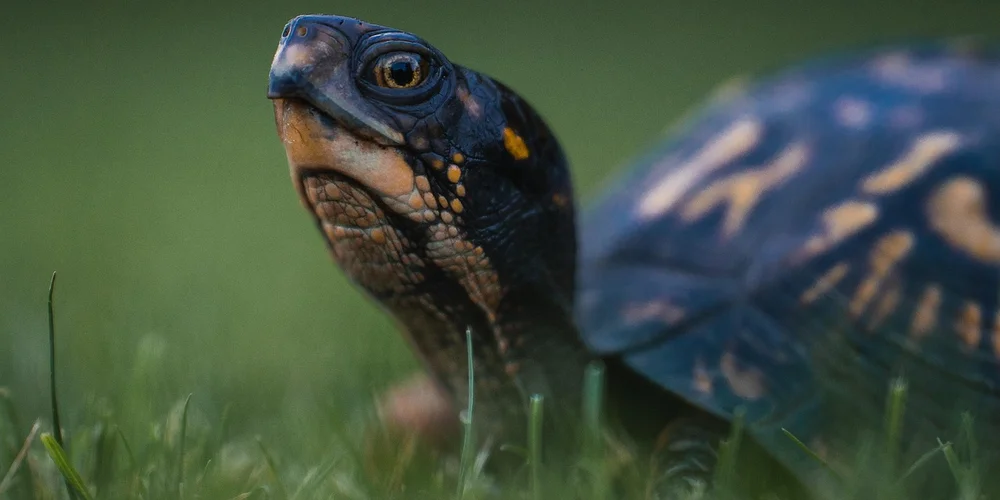 Close-up of a red-eared slider turtle with a dark shell and yellow markings in a grassy setting.