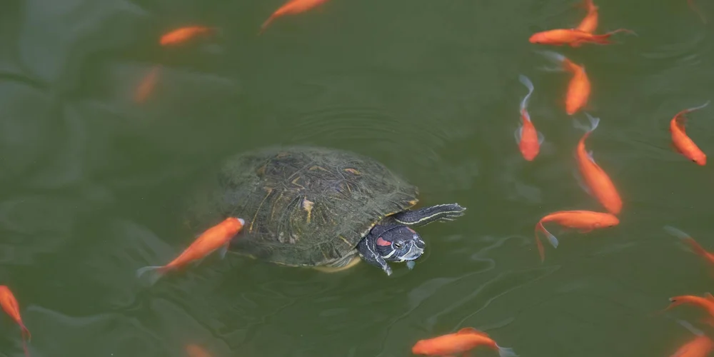 Red-eared slider turtle swimming in greenish water near several orange goldfish.