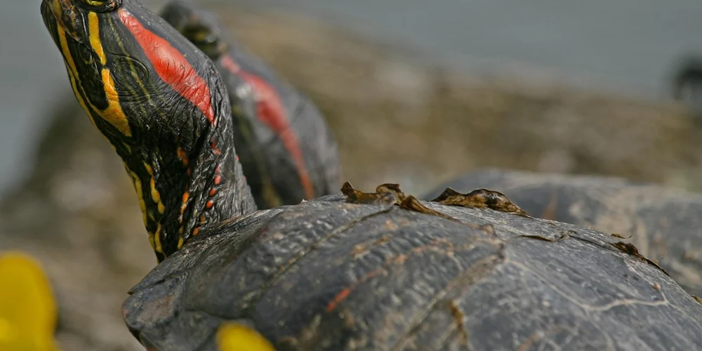 Red-eared slider turtle resting on a rocky surface after brumation, with distinctive red ear markings visible.