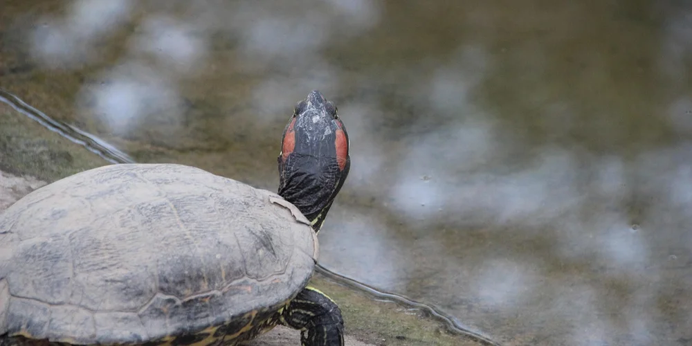 Close-up of a red-eared slider turtle with a red patch behind the eye, in a calm aquatic environment.