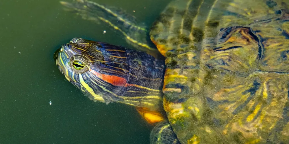 Close-up of a red-eared slider turtle with yellow stripes and a red ear patch, swimming in green water.