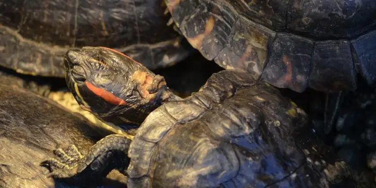 Close-up of two red-eared slider turtles with distinctive red ear markings and dark patterned shells.