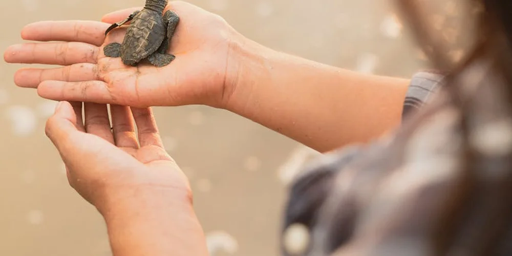 Person gently holding a small turtle in their hands, ready for a reptile veterinary visit