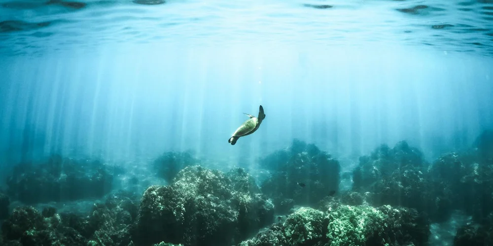 Underwater scene of a sea turtle swimming above a rocky seabed with sunbeams filtering through the water.