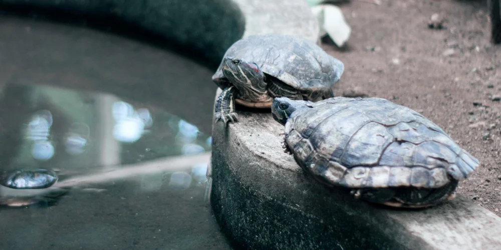 Two rescued turtles perched on a concrete edge beside a shallow water feature in a rehabilitation setting.