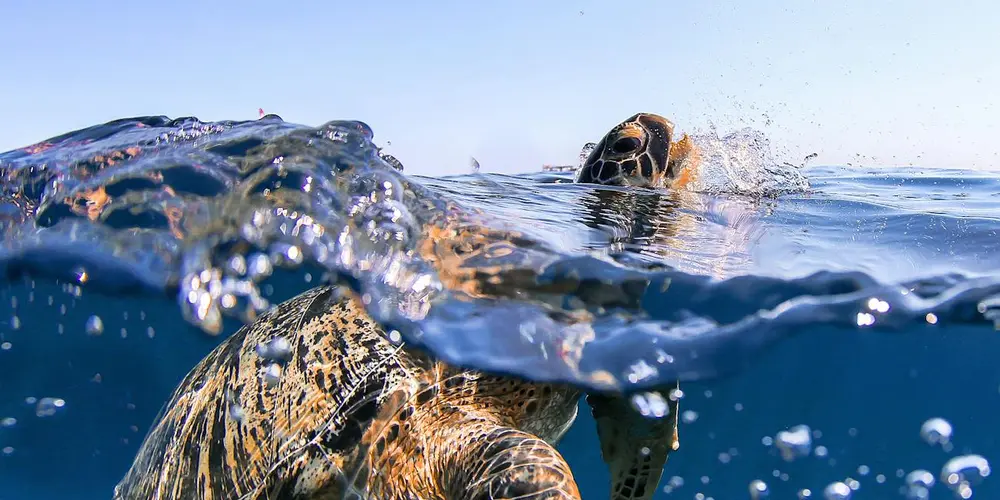 Sea turtle surfacing at the water's surface along a Ridley nesting beach