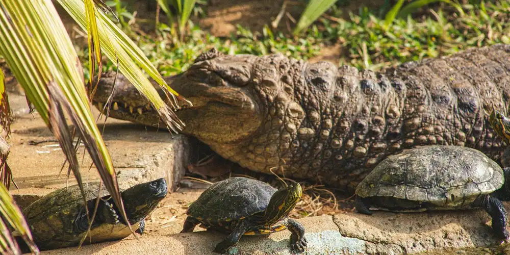 A large crocodilian rests on a sandy basking platform beside two turtles.