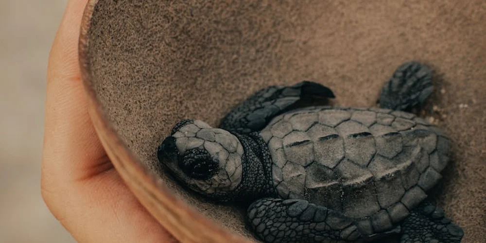 Close-up of a young Russian tortoise with a dark, hexagonal-patterned shell on sandy ground