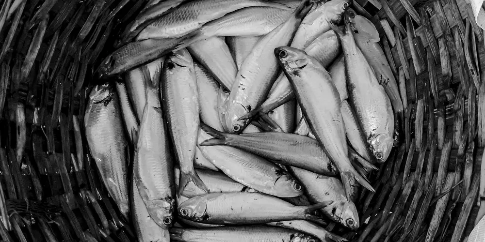 Black-and-white photograph of a wicker basket filled with small, silvery fish.