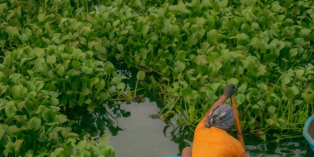Dense green floating aquatic vegetation along the edge of a pond, with a small turtle resting on a log nearby.