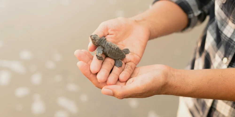 A person gently holds a small turtle in their hands over a body of water.