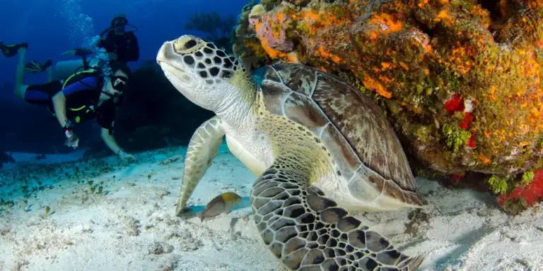 Sea turtle swimming above a sandy ocean floor with a colorful coral reef in the background and divers visible in the distance.