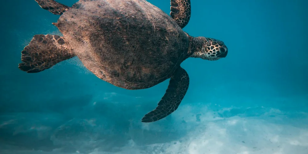 Sea turtle swimming underwater with elongated flippers