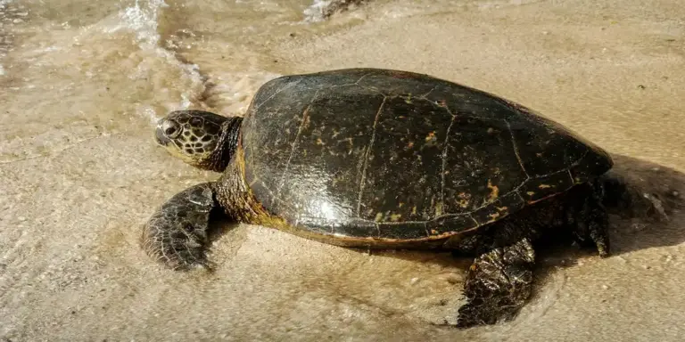 A sea turtle resting on a sandy beach with gentle waves in Hawaii.