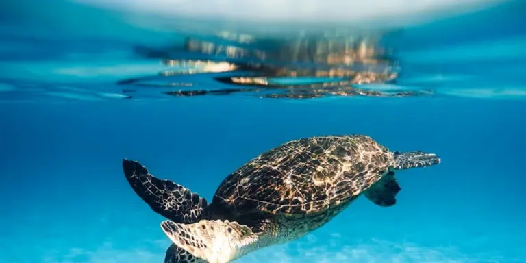 Sea turtle swimming underwater near the surface with sunlight filtering through blue water and patterns on its shell.