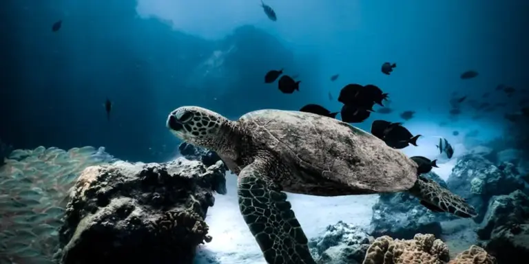 Sea turtle gliding underwater above a vibrant coral reef