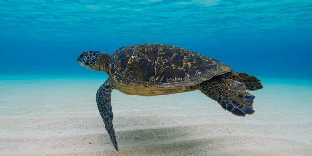 Sea turtle swimming underwater above a sandy ocean floor.