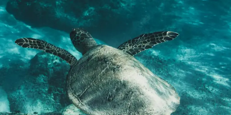 An underwater view of a sea turtle gliding through clear turquoise water.