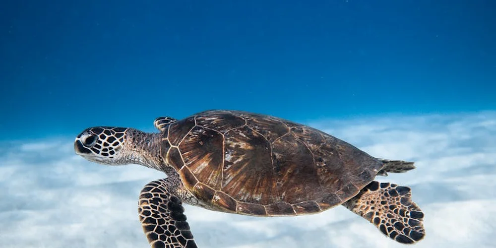 Sea turtle swimming underwater with a blue ocean backdrop, showing its shell and flippers.