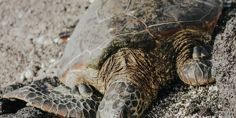 Close-up of a sea turtle resting on a sandy beach, showing its textured shell and front flippers.