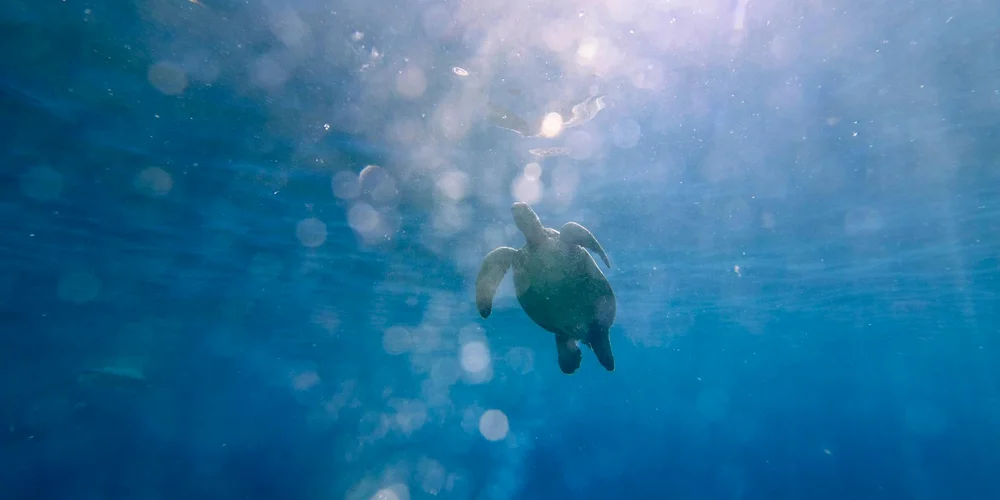 A sea turtle gliding underwater, viewed from below with its front flippers extended against the blue ocean.
