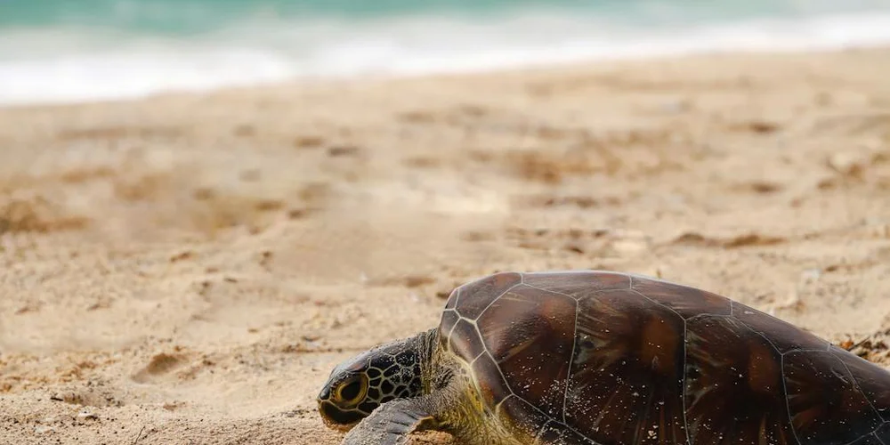 A sea turtle on a sandy beach near the shoreline, illustrating defense strategies beyond retracting into its shell.