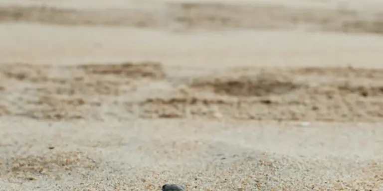 A wide sandy beach with dry and damp patches, representing the nesting habitat where sea turtles lay their eggs.