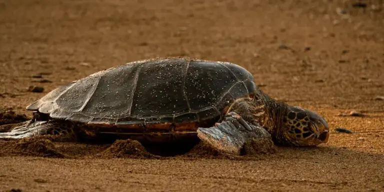 Sea turtle resting on a sandy beach near the water's edge.