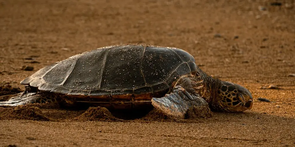 How and Why Turtles Sleep Underwater