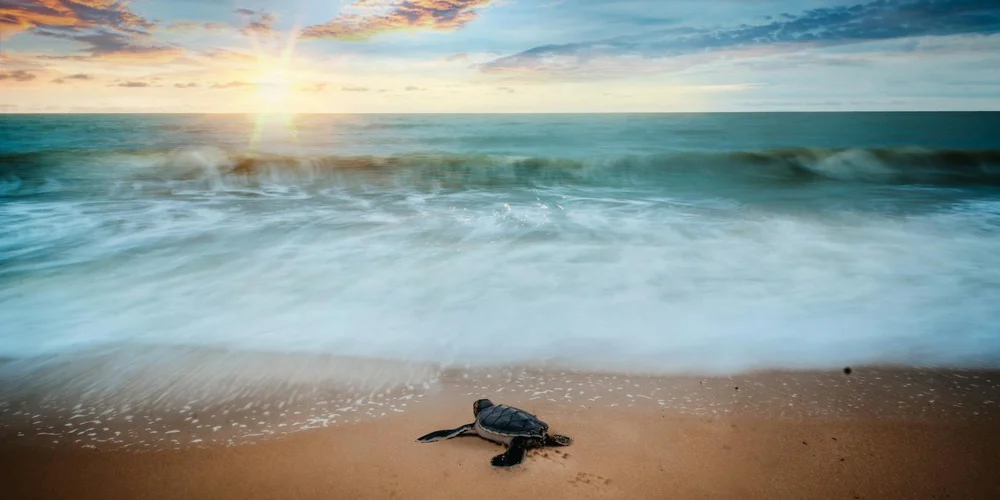 A small sea turtle on a sandy beach at sunset with waves rolling onto shore.