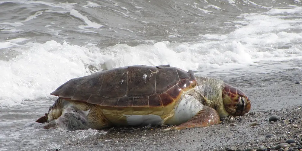 A sea turtle lying on a pebbly beach with waves breaking nearby.
