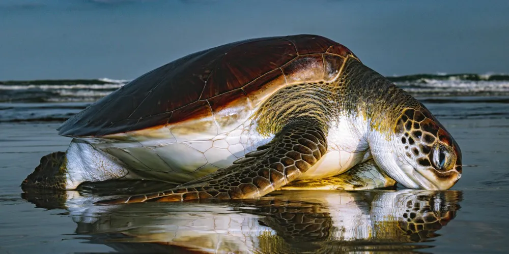 Sea turtle on a wet beach with a dark, glossy shell and patterned head, lying with its flippers extended.