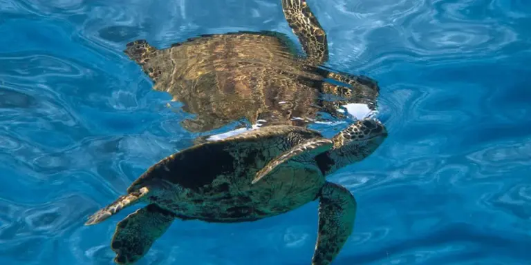 A sea turtle swimming in clear blue ocean water, showing its streamlined shell and flippers.