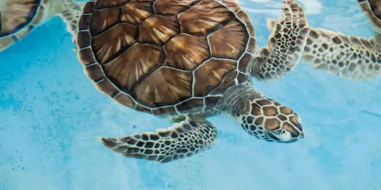Close-up of a sea turtle swimming in clear blue water, showing its shell and patterned flippers.