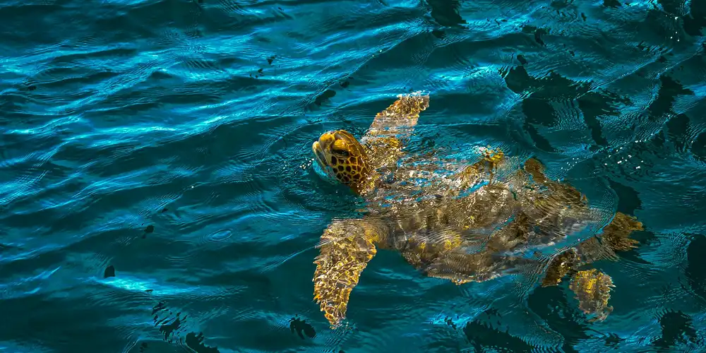Sea turtle swimming in clear blue ocean water.