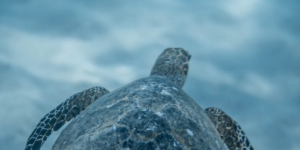 Sea turtle swimming underwater in clear blue water, showing its patterned shell and outstretched flippers.