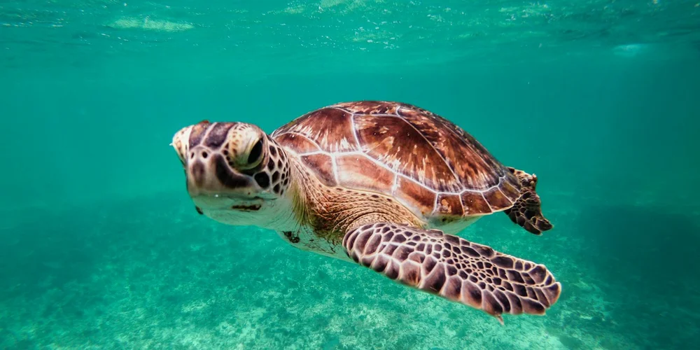 Green sea turtle swimming underwater in clear turquoise water