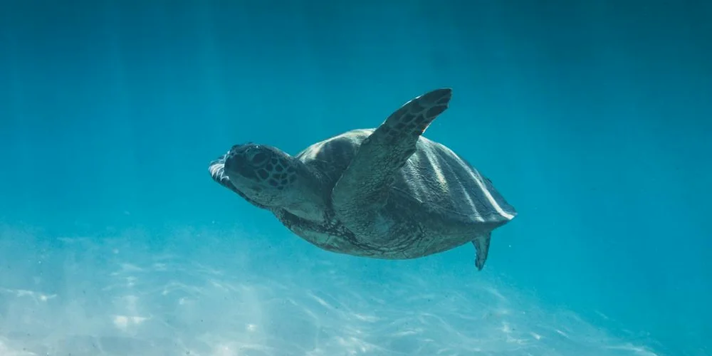 Sea turtle swimming underwater in clear blue water