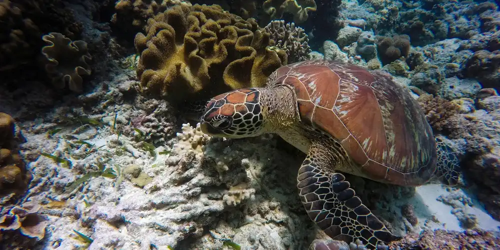 How Long Can Turtles Hold Their Breath: A Personal Insight