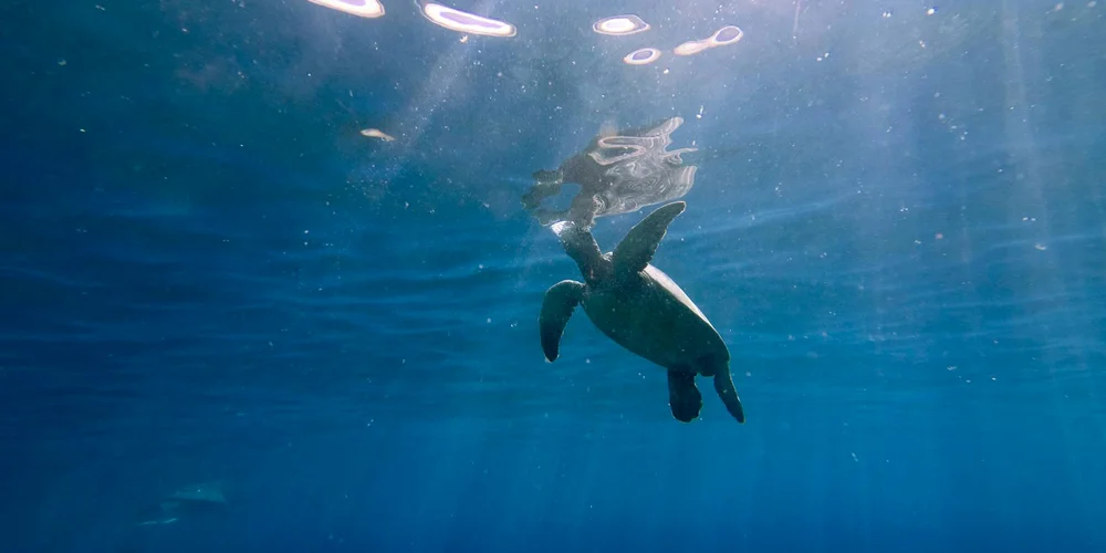 Sea turtle swimming underwater in clear blue ocean water