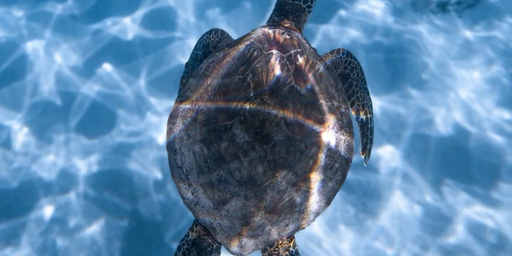An underwater shot of a sea turtle swimming toward the camera with a dark shell and outstretched flippers, blue water in the background.