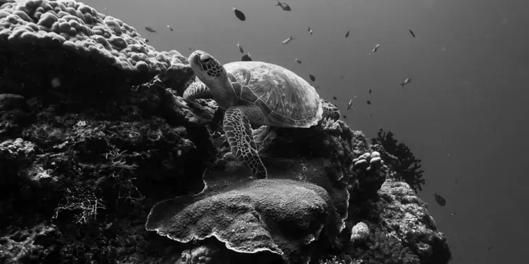 Sea turtle swimming above a coral reef with small fish nearby