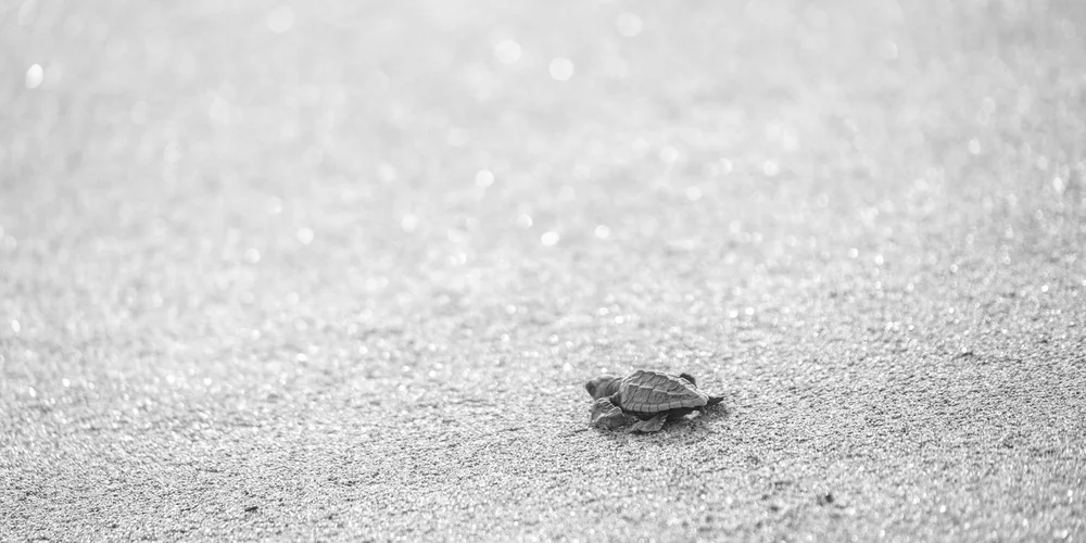 Tiny sea turtle hatchling crawling on a sandy beach