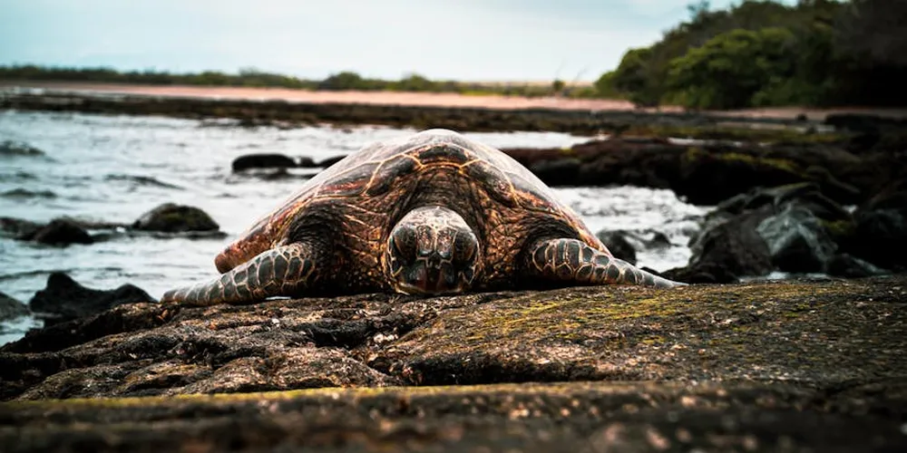 Sea turtle resting on a rocky shoreline with the ocean in the background.