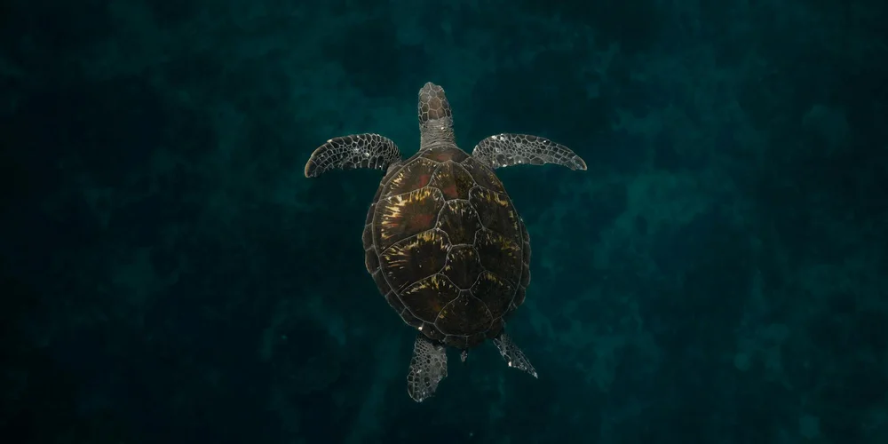 Overhead view of a sea turtle swimming in deep blue water, displaying its shell and flippers.