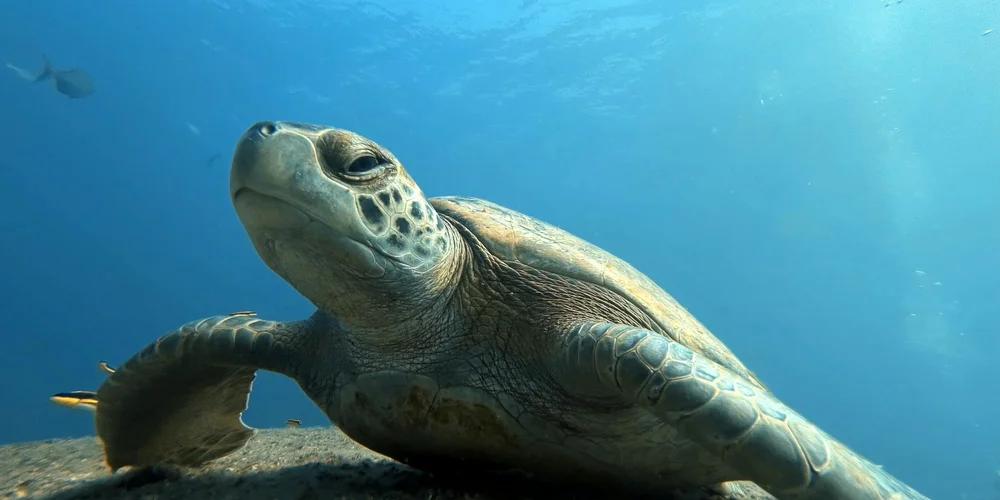 Sea turtle swimming underwater in clear blue ocean.